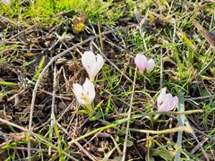 Colchicum trigynum