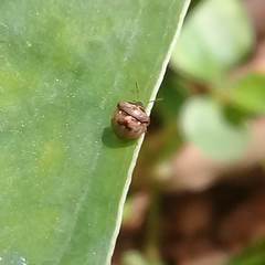 Spermatodes variolosus