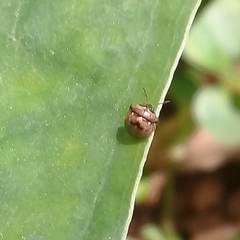 Spermatodes variolosus