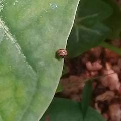 Spermatodes variolosus