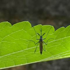 Armigeres subalbatus