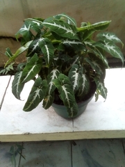 Syngonium wendlandii