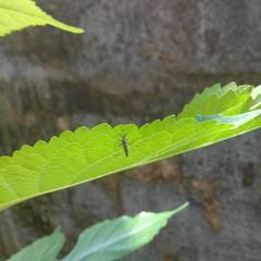 Armigeres subalbatus