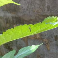 Armigeres subalbatus