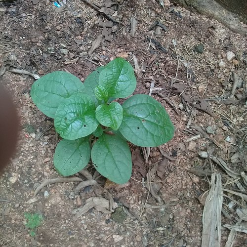 Malabar spinach