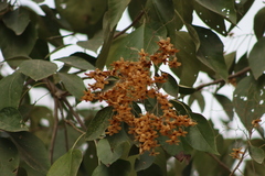 Cordia elaeagnoides