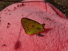 Colias vauthierii