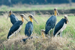 Leptoptilos javanicus