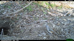 Baeolophus bicolor × atricristatus