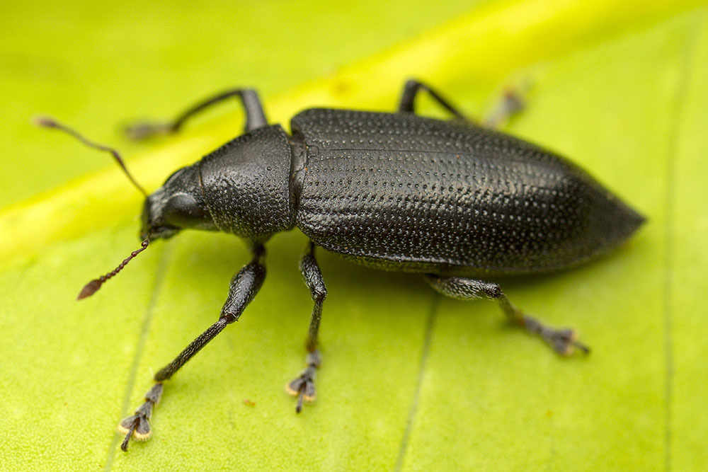 Cratopus