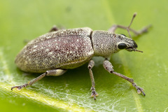Cratopus viridipunctatus