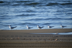 Thalasseus sandvicensis