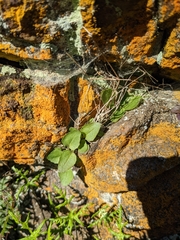 Erythranthe alsinoides