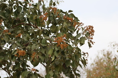 Cordia elaeagnoides
