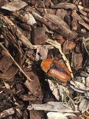 Diaphonia xanthopyga