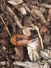 Diaphonia xanthopyga