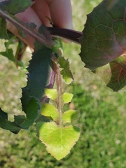 Sonchus oleraceus