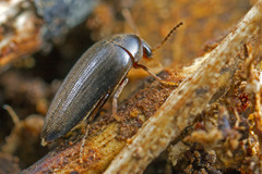 Eucinetidae