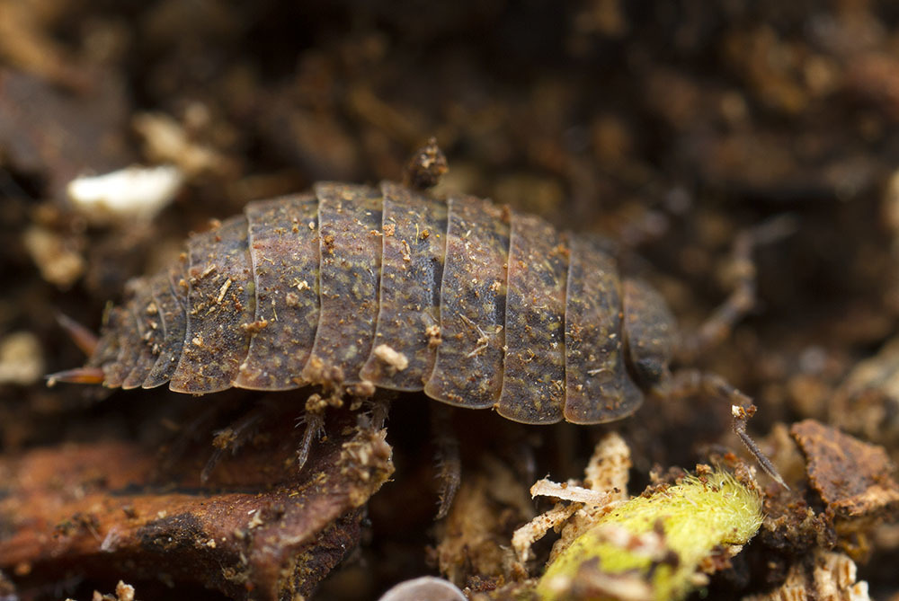 Woolice Rocks Woodlice, Pillbugs, and Rock Slaters from Solitude, Rodrigues on ...
