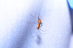 Coquillettidia xanthogaster