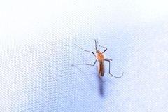 Coquillettidia xanthogaster