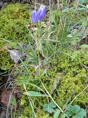 Gentiana linearis