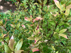 Austropuccinia psidii