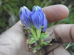 Gentiana linearis