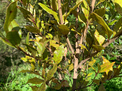 Austropuccinia psidii