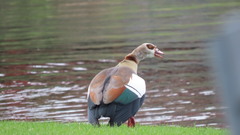 Alopochen aegyptiaca