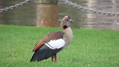 Alopochen aegyptiaca