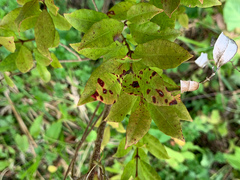Austropuccinia psidii
