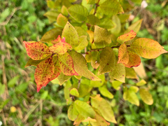 Austropuccinia psidii