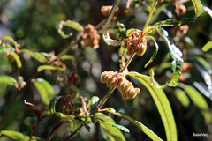 Lasiopetalum ferrugineum