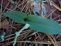 Platanthera transversa