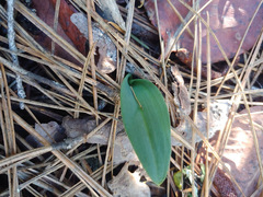 Platanthera transversa