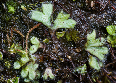 Riccia beyrichiana