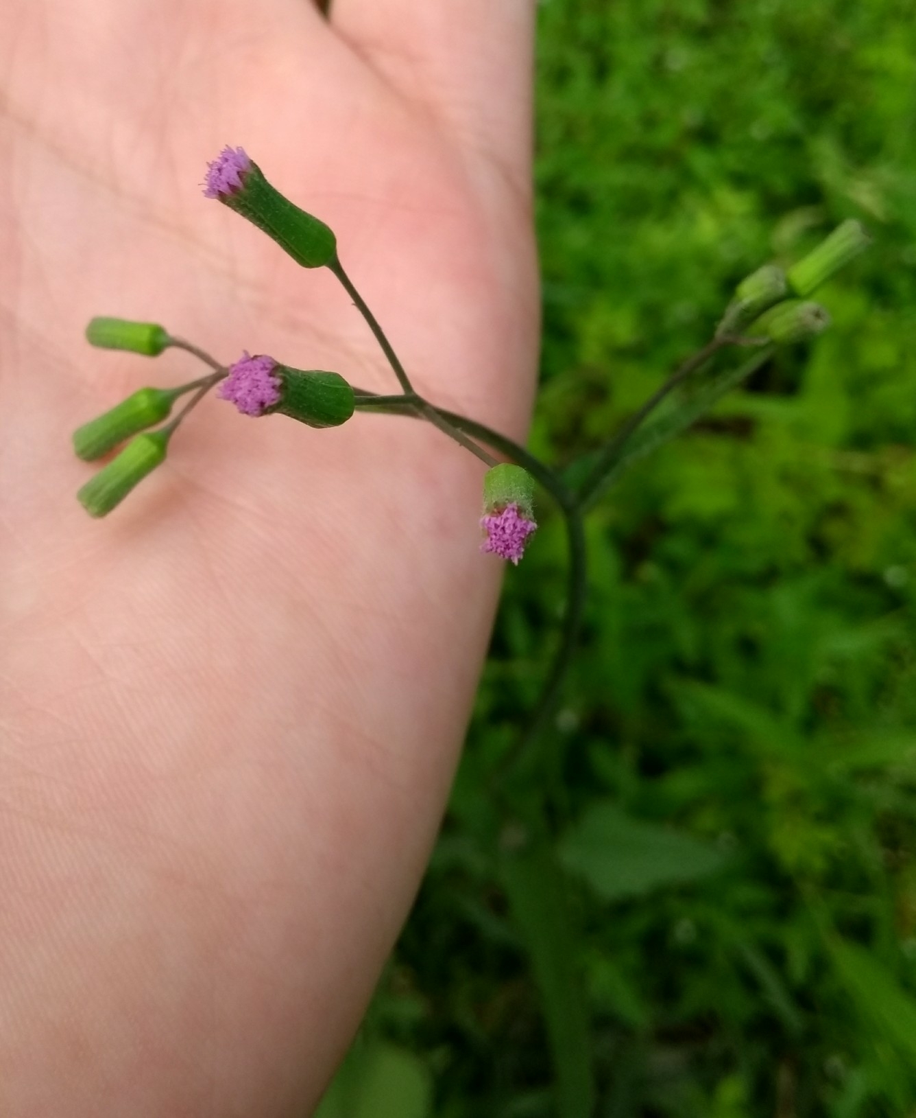 Emilia sonchifolia