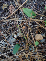 Platanthera transversa