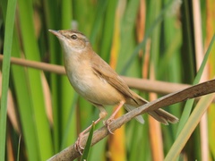 Acrocephalus agricola