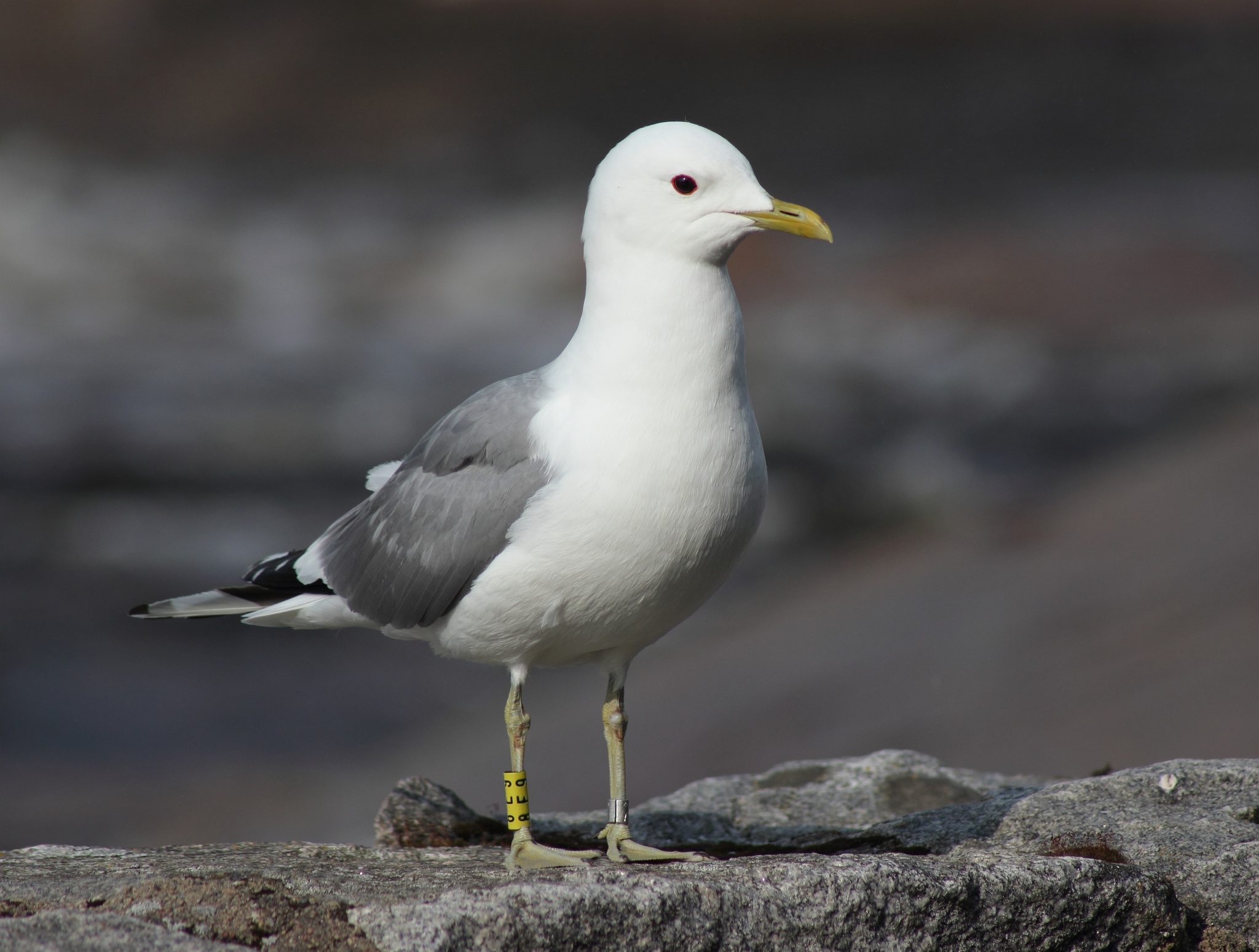 Common Gull (Larus canus) · iNaturalist