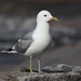 Common Gull - Photo Estormiz, no known copyright restrictions (public domain)