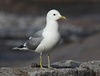 Common Gull - Photo Estormiz, no known copyright restrictions (public domain)