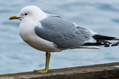 Mew Gull photo 4