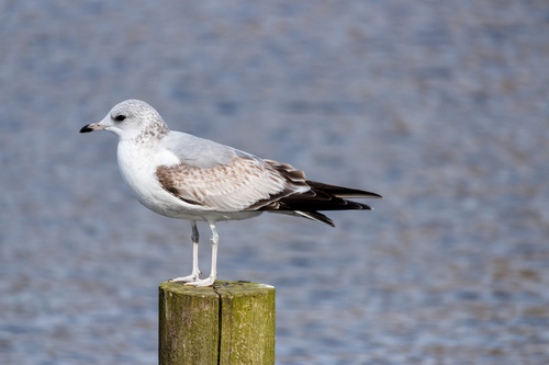 Common Gull, photo 10 of 10