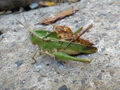 Xyleus discoideus mexicanus