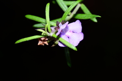 Westringia eremicola