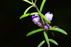 Westringia eremicola