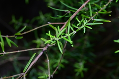 Westringia eremicola