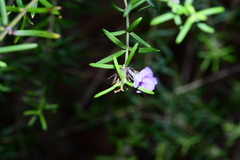Westringia eremicola